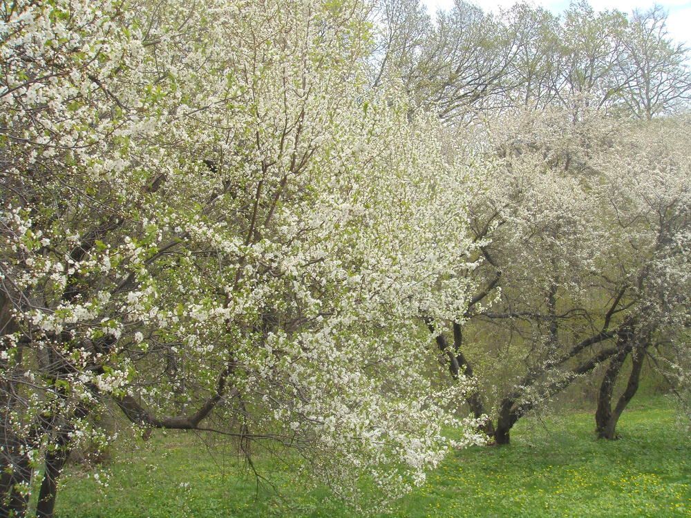 Photograph by Елена