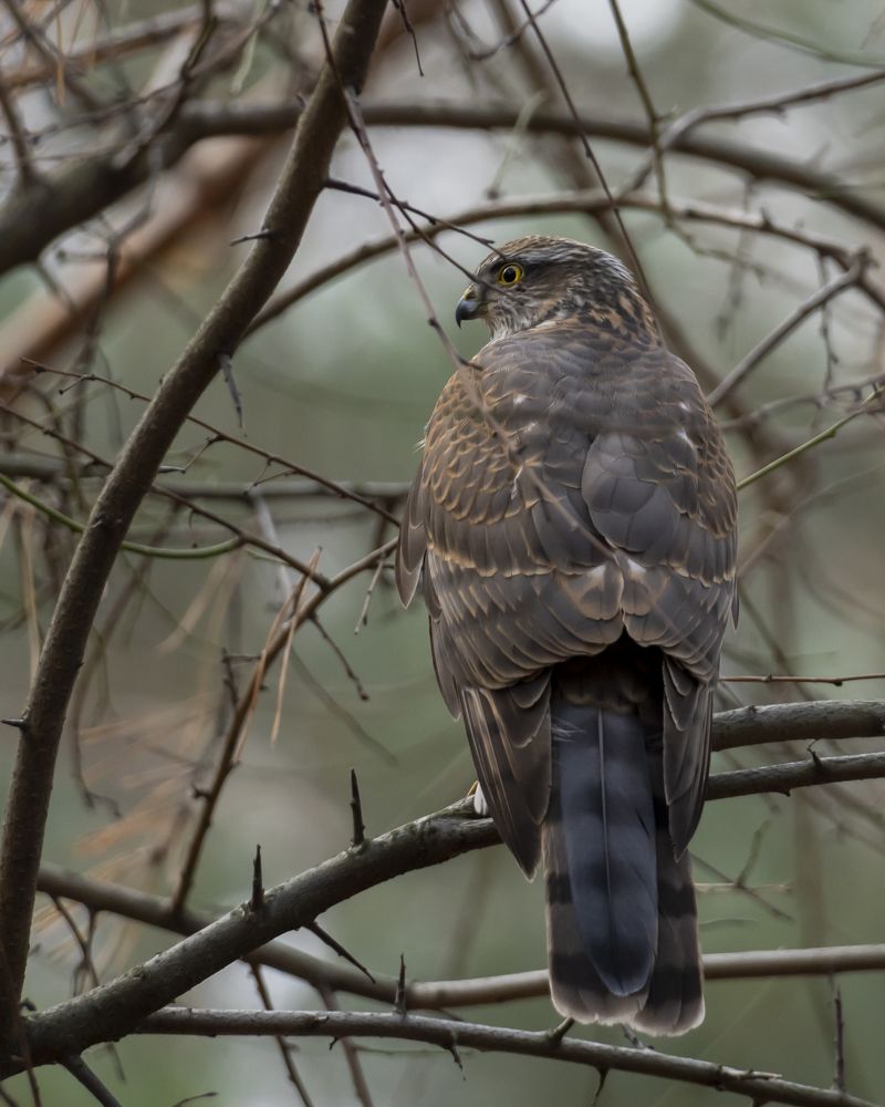 Фотография автора Сергей Затямин