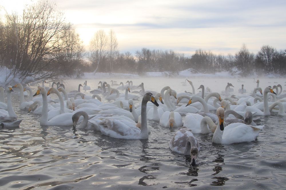 Photograph by Наталья Трифуз