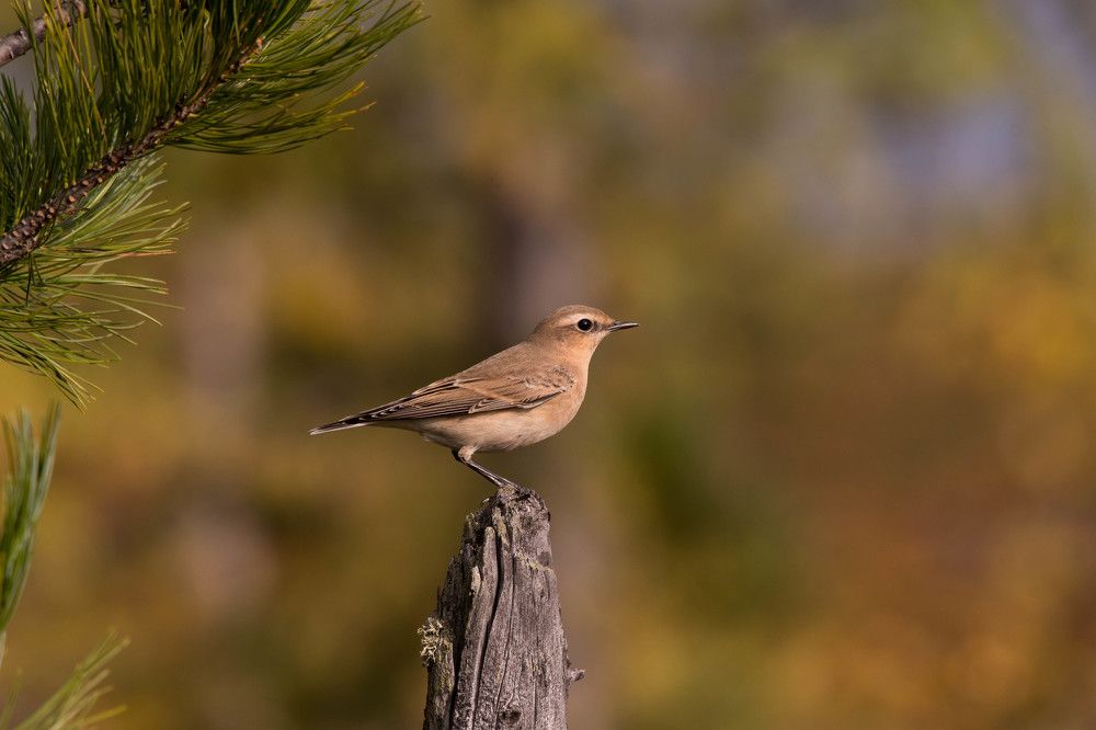 Photograph by Шабалин Игорь