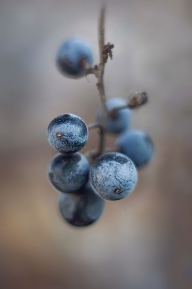 Ягодки в утренней дымке