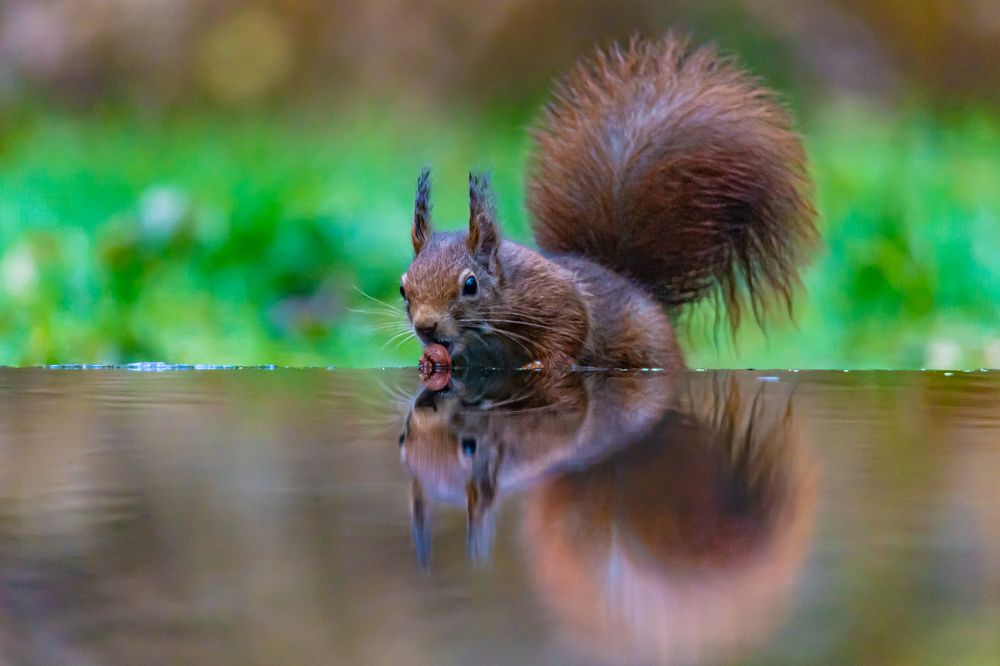 Squirrel refelcting in pond
