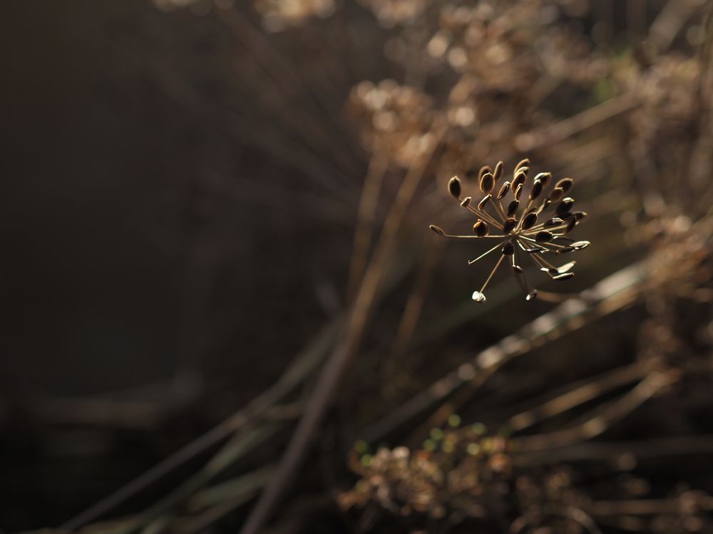 Photograph by Екатерина Янковская