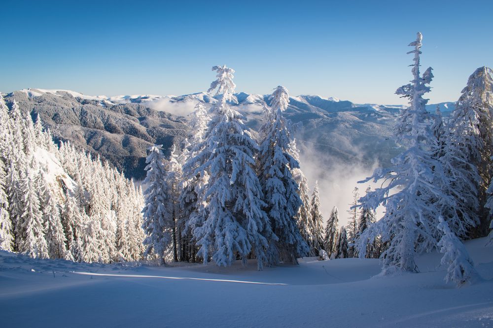 Морозная свежесть