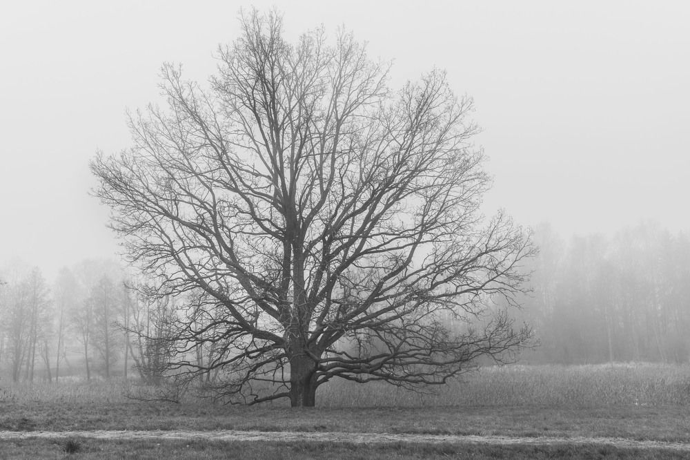 Photograph by Владислав Шигера