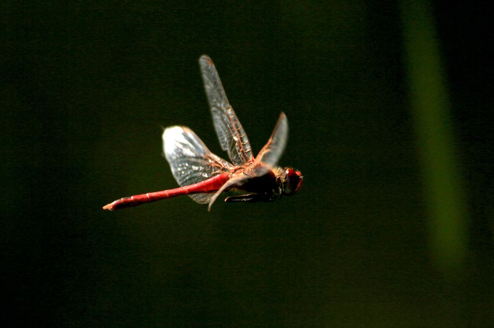 Ночной полет