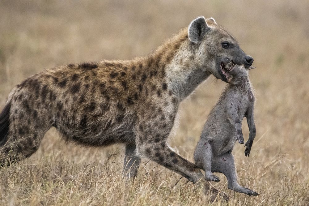 Photograph by Dilip Shah