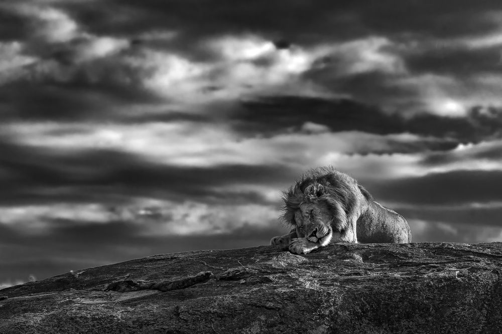 "The king of black rock"