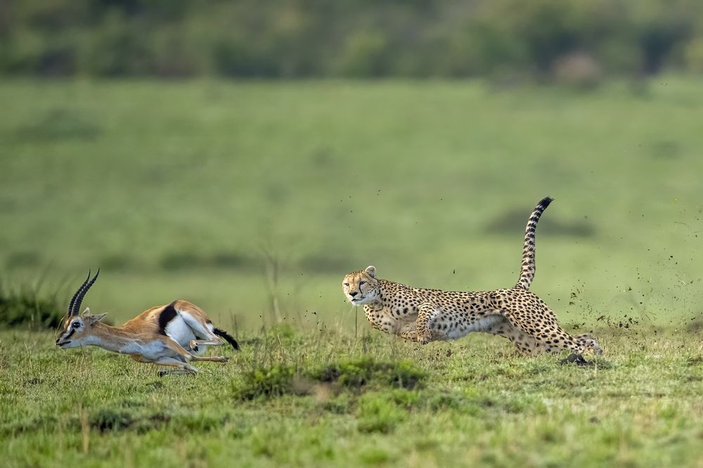 Photograph by Dilip Shah