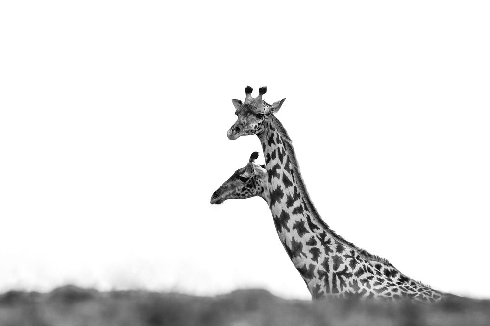 "Masai Mara in Black and White"