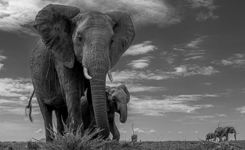"Elephants in monochrome"