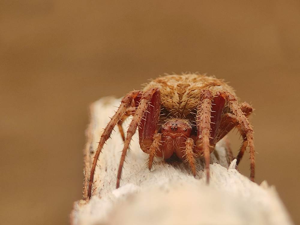 Photograph by Amogh Nayak