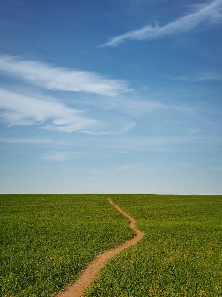 footpath across green wheat land