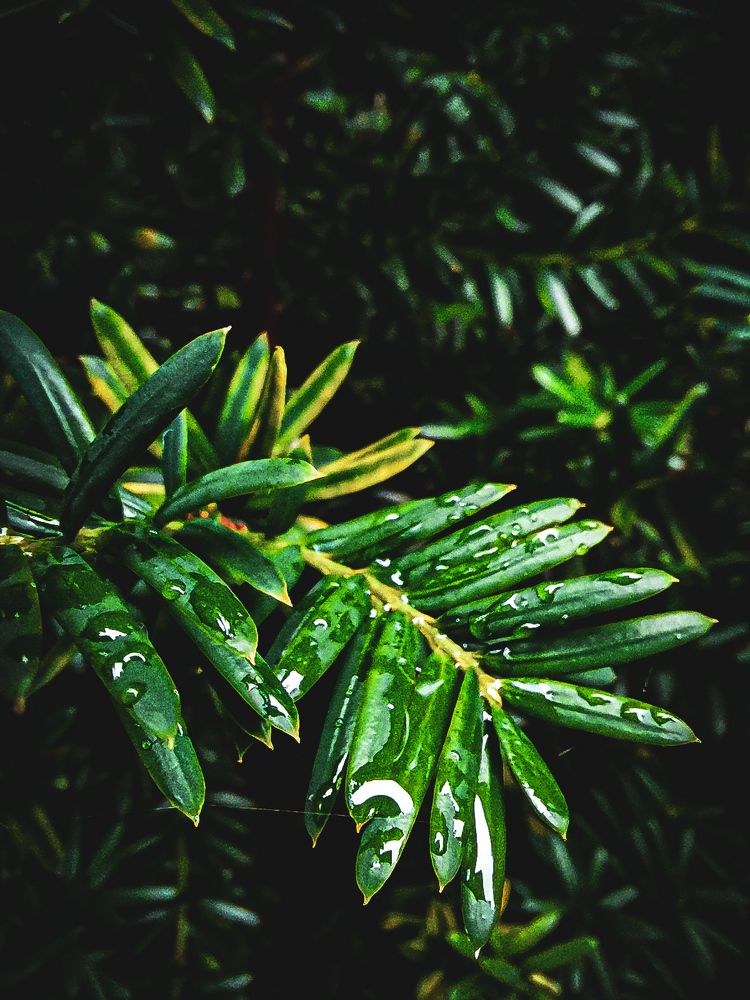 Photograph by Ilia Nikolenko