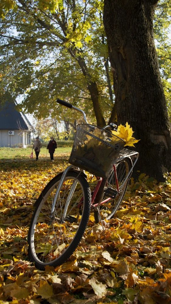 В городском парке