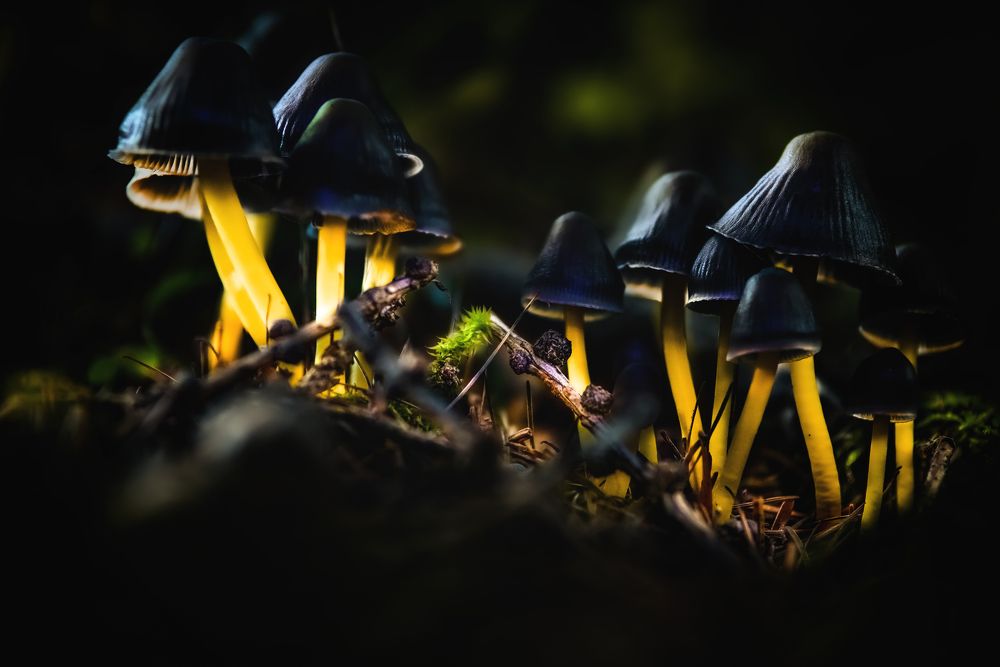 Photograph by Dino Sirica