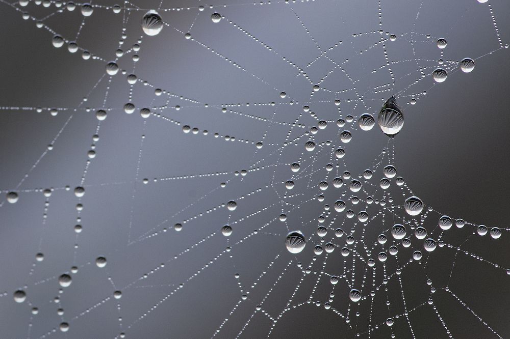 Photograph by Dino Sirica