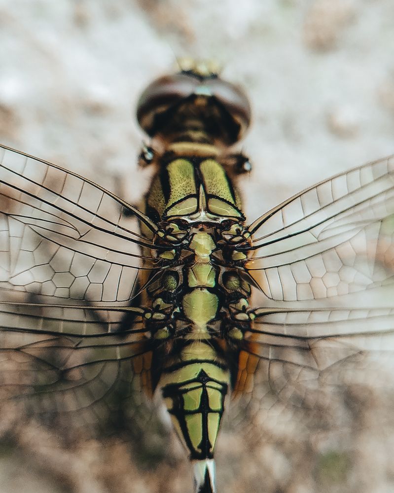 Photograph by Prashant Gautam