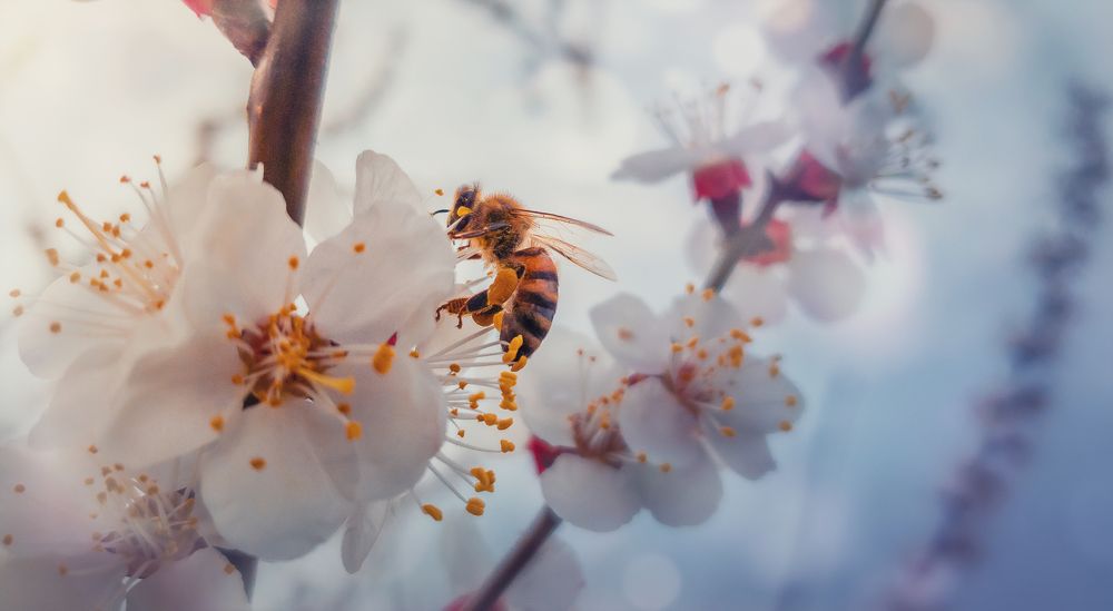 bee on apricot flowers