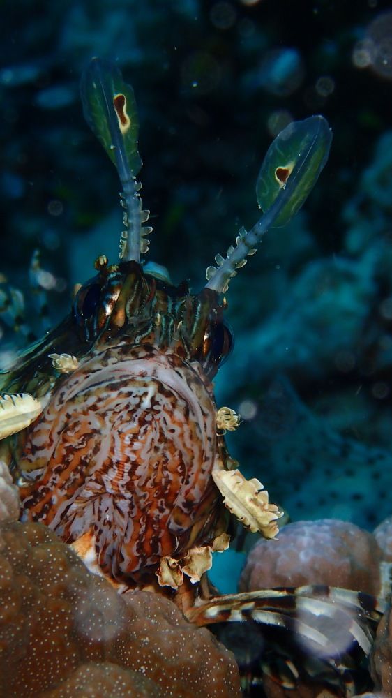 Photograph by Oleg Khudoleev