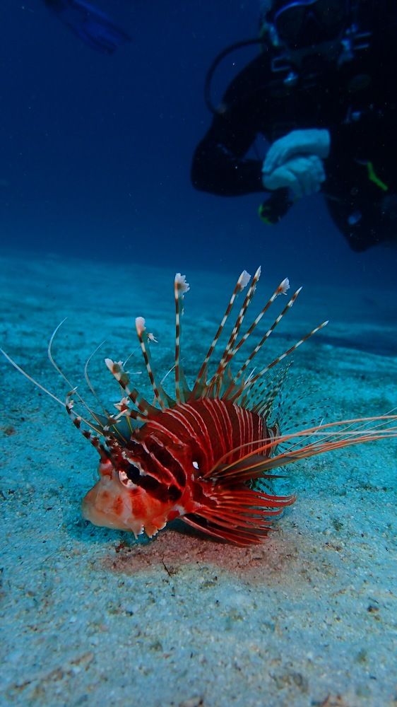 Photograph by Oleg Khudoleev