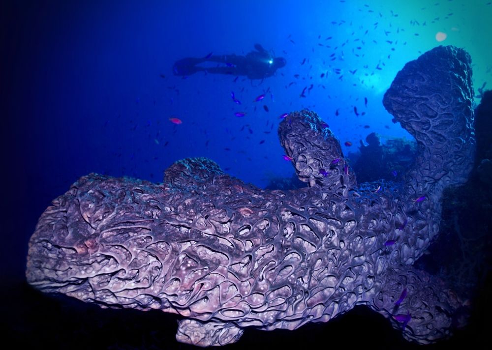 Photograph by Aldo Galante