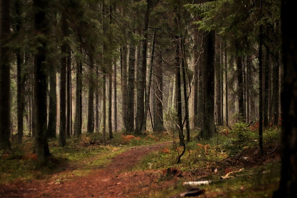 Фотография автора Лада Пасеко