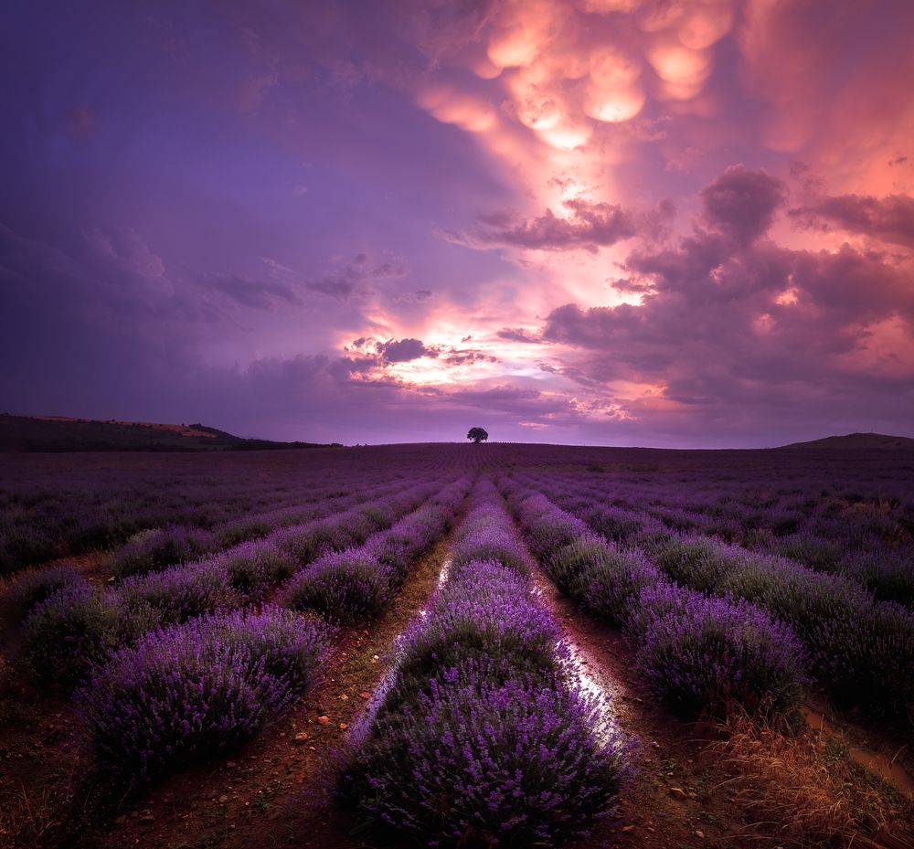 Photograph by Rumen Tzonchev