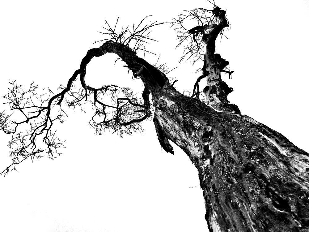 Photograph by Stephanie E’amato