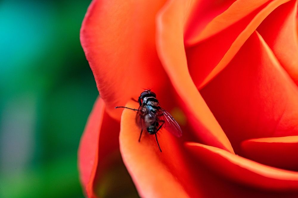 Photograph by René Richard Verona