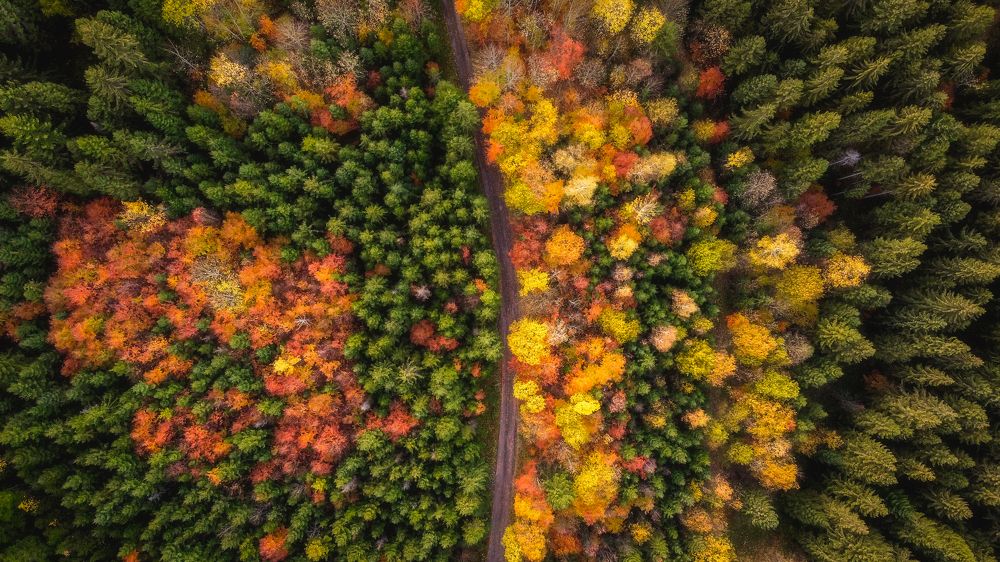 Autumn forest