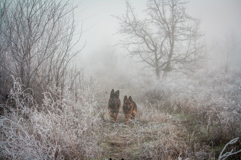Photograph by Алёна Данильчук