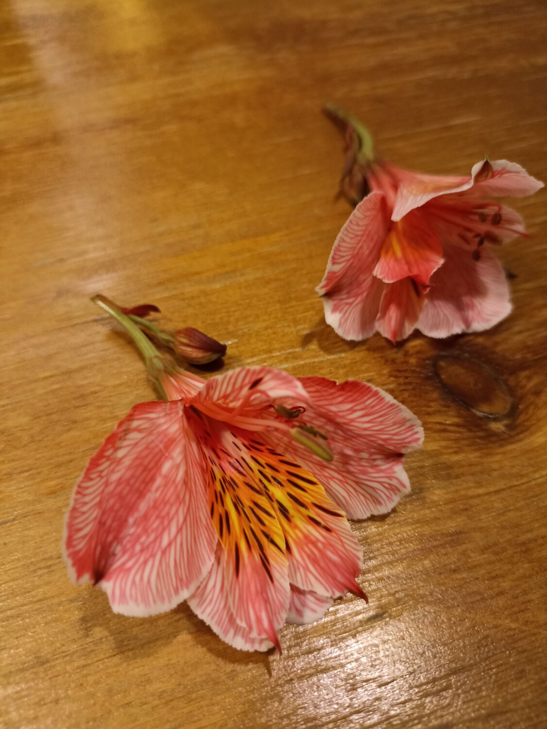 Photo #6772297