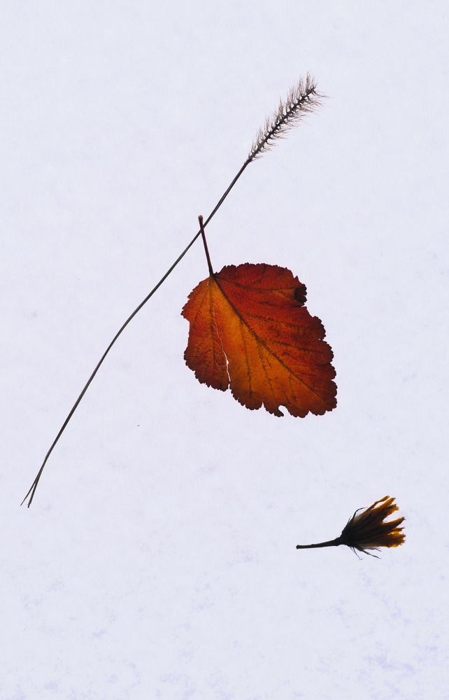 Photograph by Елена