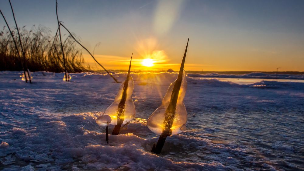 Груши на Волге