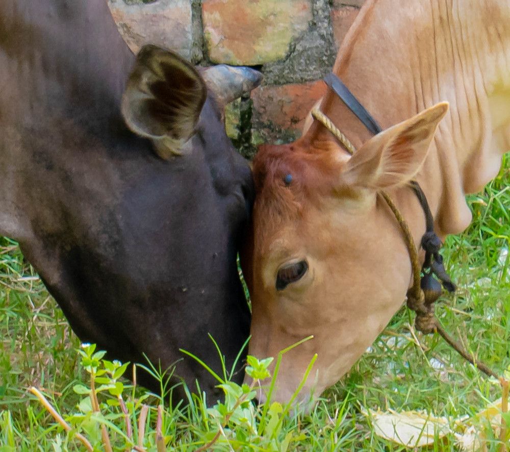 Photograph by Ramya Roy