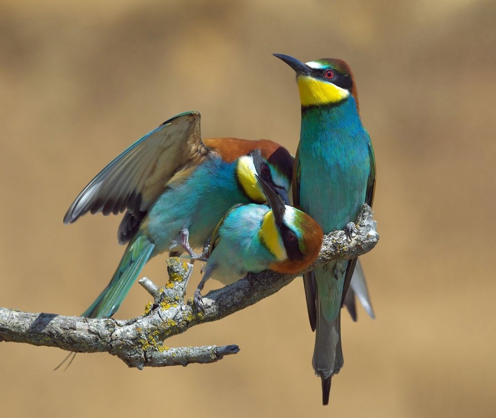 Photograph by Олег Есиков