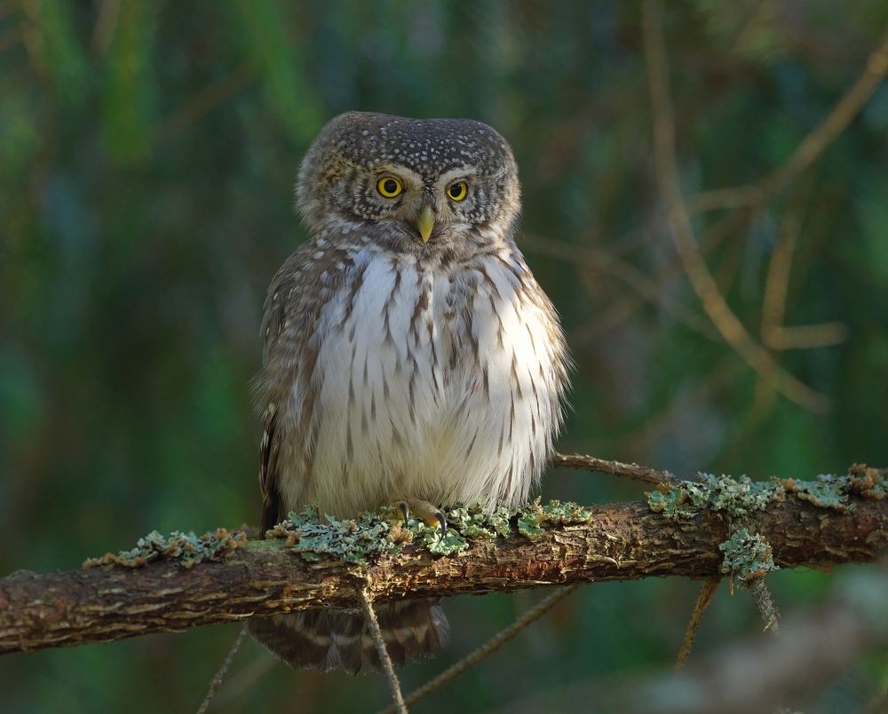 Photograph by Олег Есиков