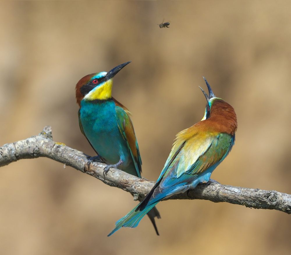 Photograph by Олег Есиков