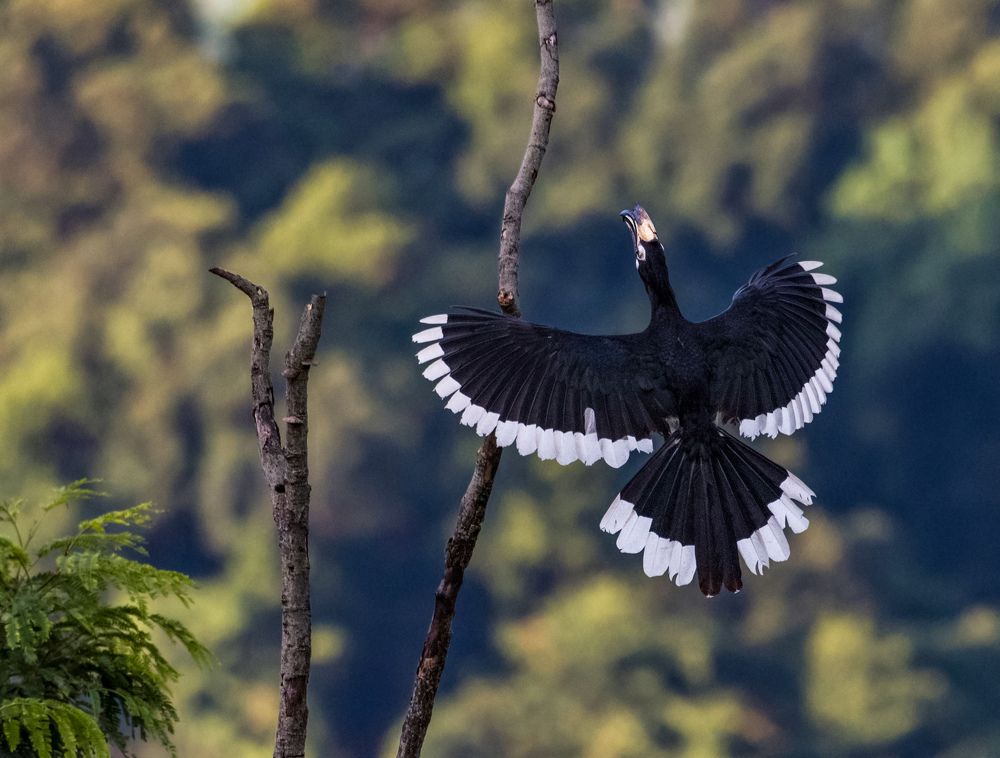 Photograph by Asif Mondal