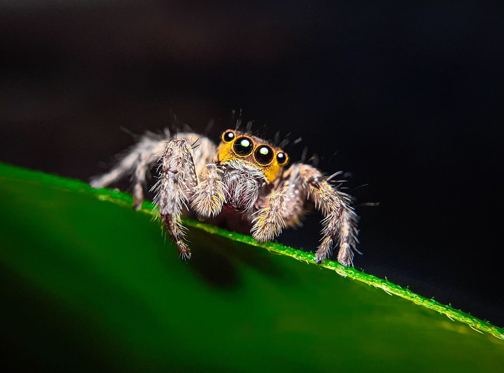 Jumping spider