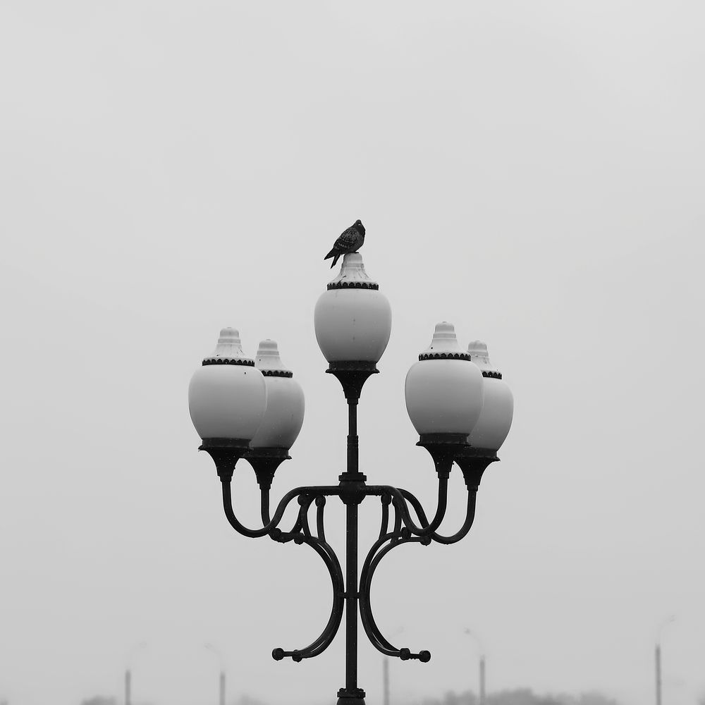 Голубь на уличном фонаре.