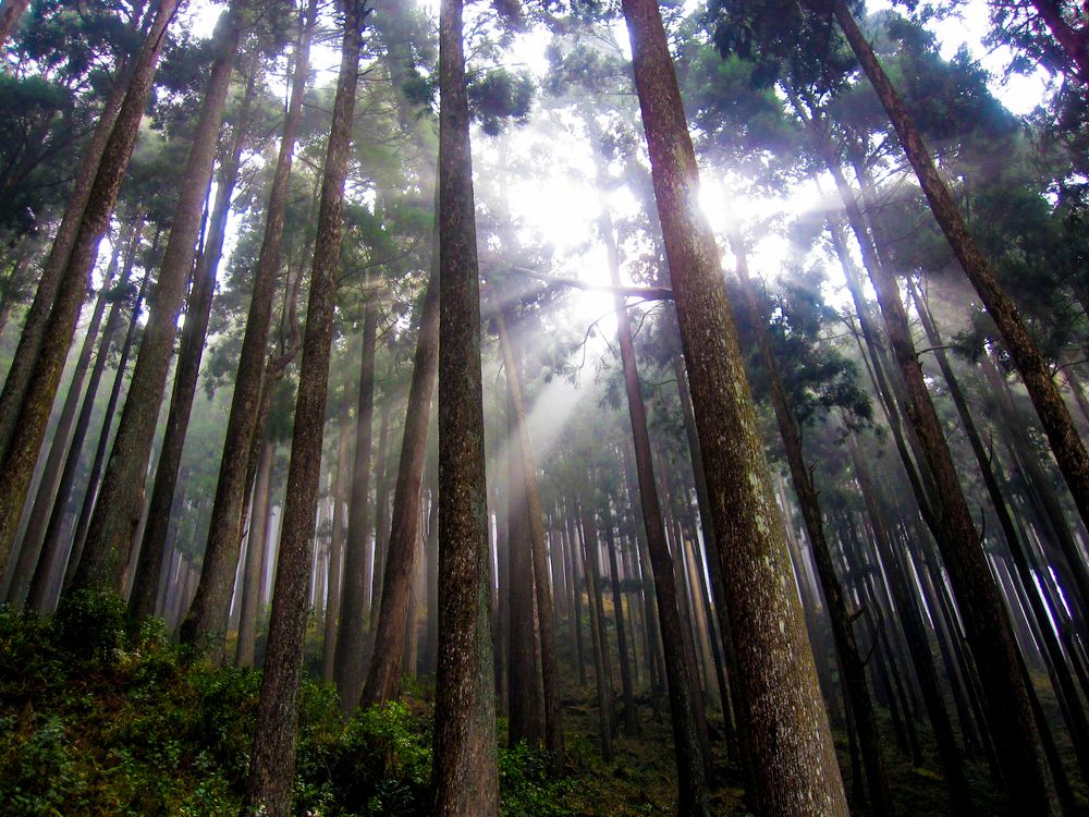 Photograph by Susmita Paul