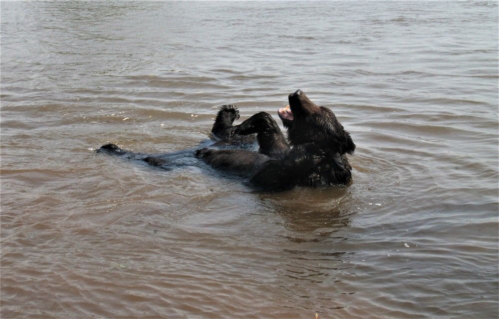 Медведь в реке.