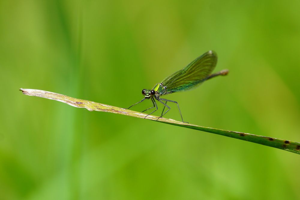 Photograph by Светлана Свешникова