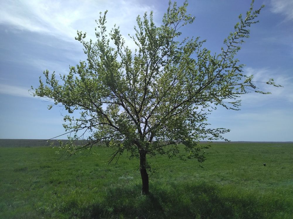 Photograph by SAFRON