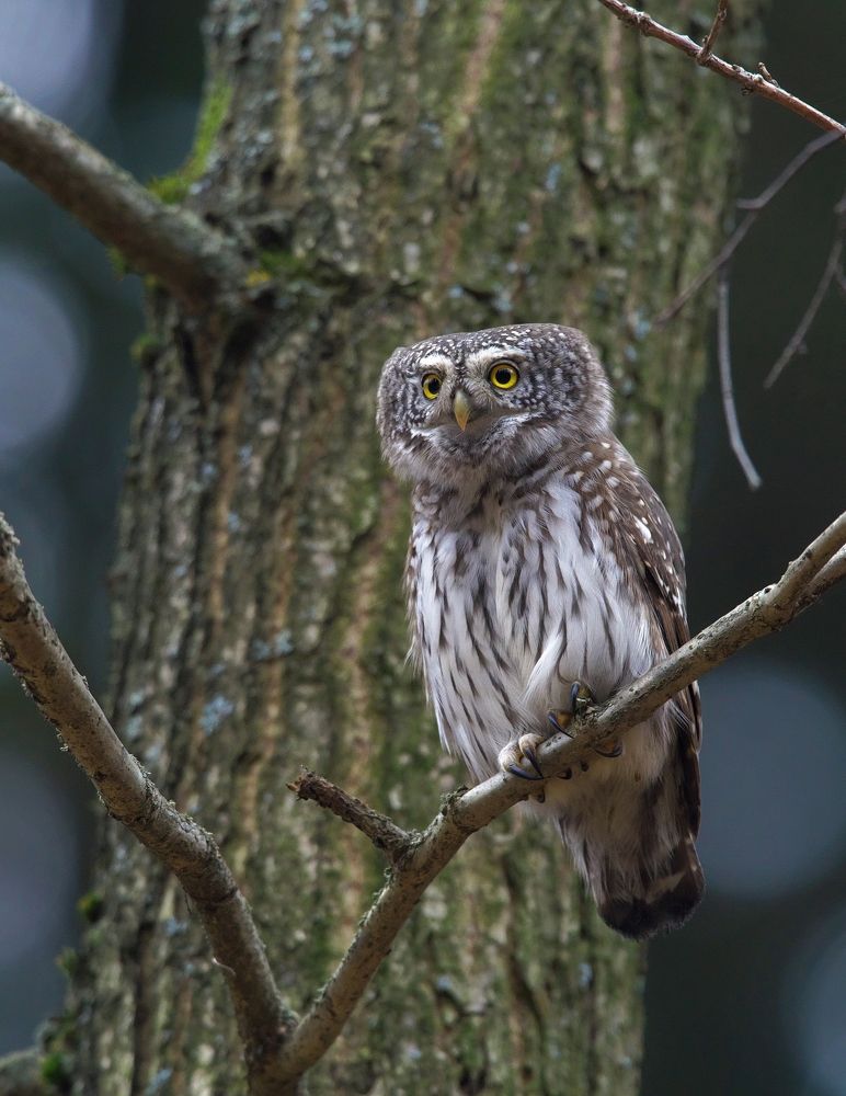 Photograph by Олег Есиков