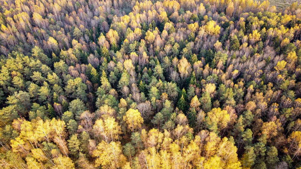 Photograph by Игорь Ляшко