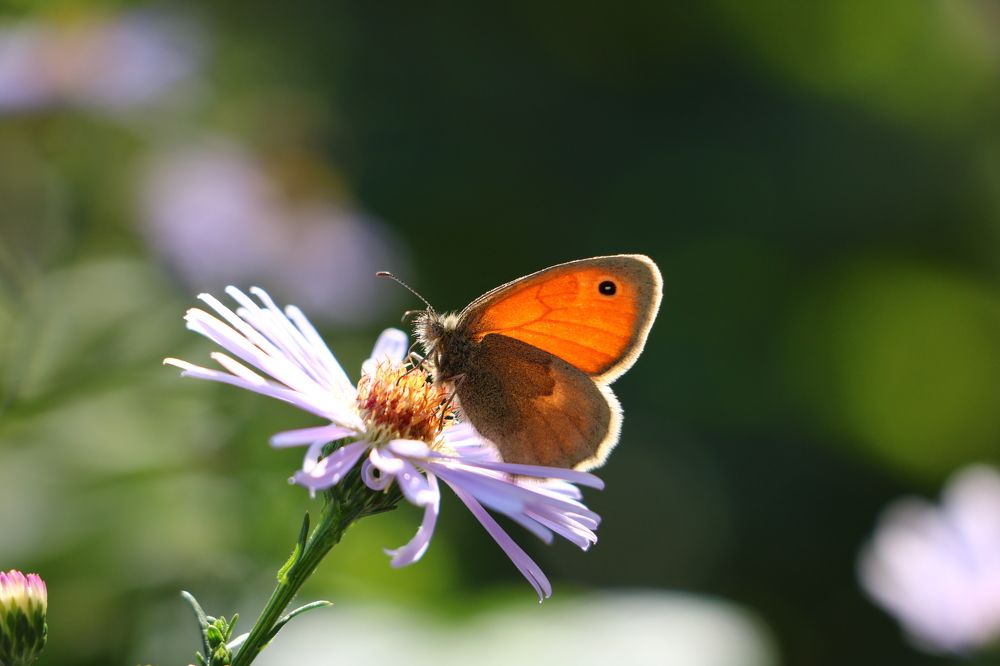 Photograph by Cengiz Yalcin