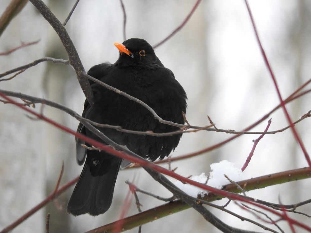 Фотография автора Юлия Овчинникова
